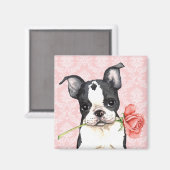 Valentine Rose Boston Terrier Magnet (Vorderseite/Rückseite)
