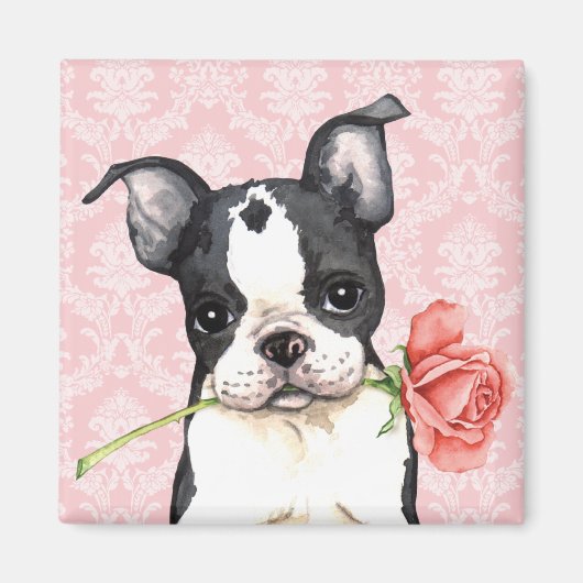 Valentine Rose Boston Terrier Magnet (Vorne)