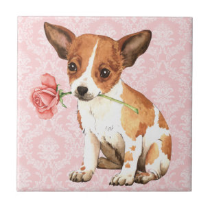 Valentine Rose Chihuahua Fliese