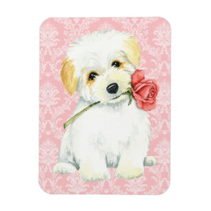 Valentine Rose Coton de Tulear Magnet