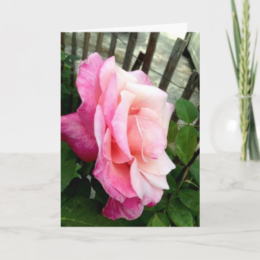 Valentine Rose Feiertagskarte (Vorderseite)