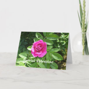 Valentine Rose für einen Sonderfall Feiertagskarte