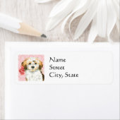 Valentine Rose Havanese (Insitu)