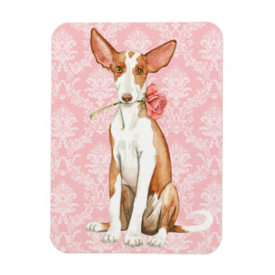 Valentine-Rose Ibizan Jagdhund Magnet