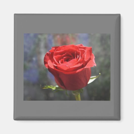 Valentine Rose Magnet (Vorne)
