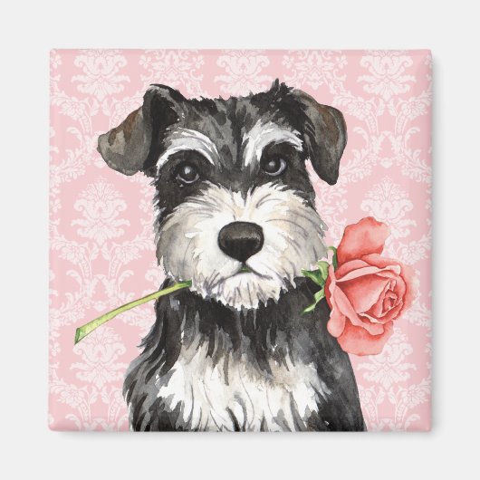 Valentine Rose Mini Schnauzer Magnet (Vorne)