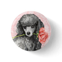 Valentine Rose Miniatur Poodle