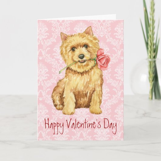 Valentine Rose Norwich Terrier Feiertagskarte (Vorderseite)