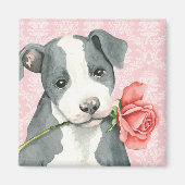 Valentine Rose Pit Bull Magnet (Vorne)