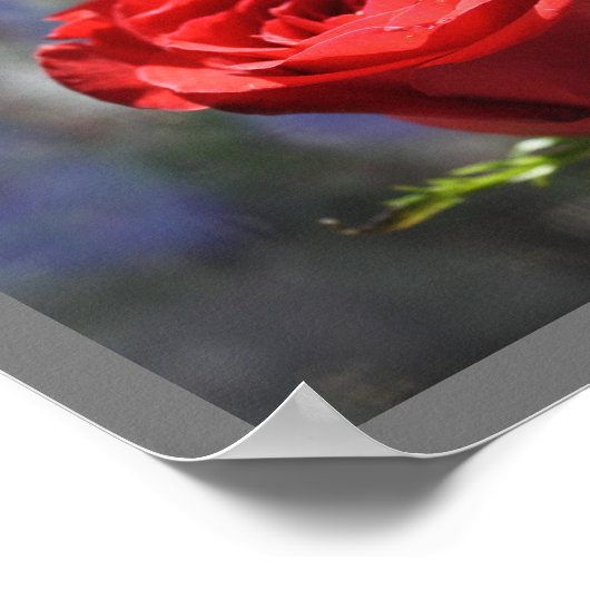 Valentine Rose Print Poster (Ecke)