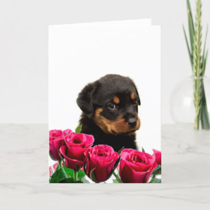 Valentine Rose Rottweiler Puppy Feiertagskarte