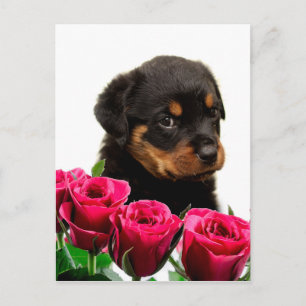 Valentine Rose Rottweiler Puppy Feiertagspostkarte