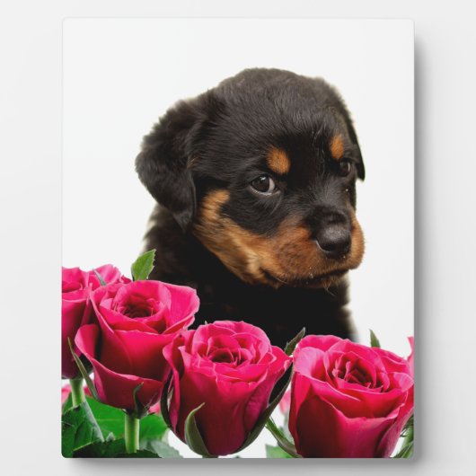 Valentine Rose Rottweiler Puppy Fotoplatte (Vorderseite)
