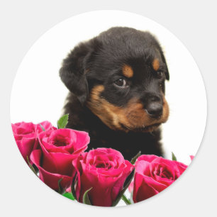 Valentine Rose Rottweiler Puppy Runder Aufkleber