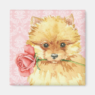 Valentine Rose Spitz Magnet