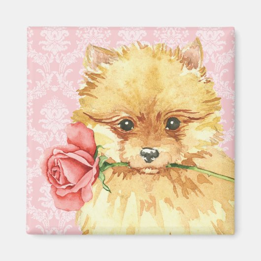 Valentine Rose Spitz Magnet (Vorne)