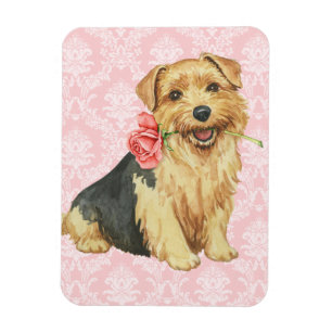 Valentine-Rosen-Norfolk-Terrier Magnet