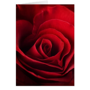 Valentine-Rote Rose