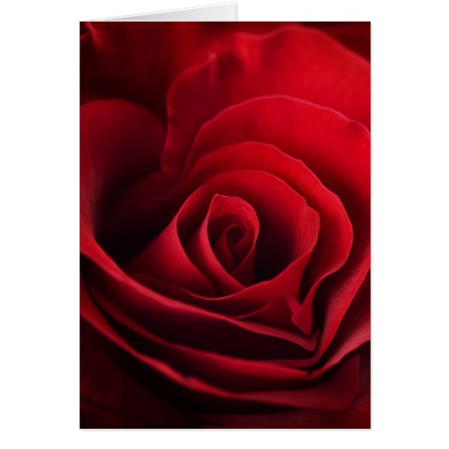 Valentine Rote Rose (Vorne)