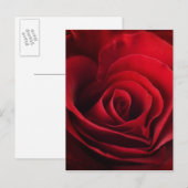 Valentine Rote Rose Feiertagspostkarte (Vorne/Hinten)