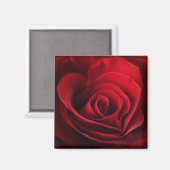 Valentine Rote Rose Magnet (Vorderseite/Rückseite)
