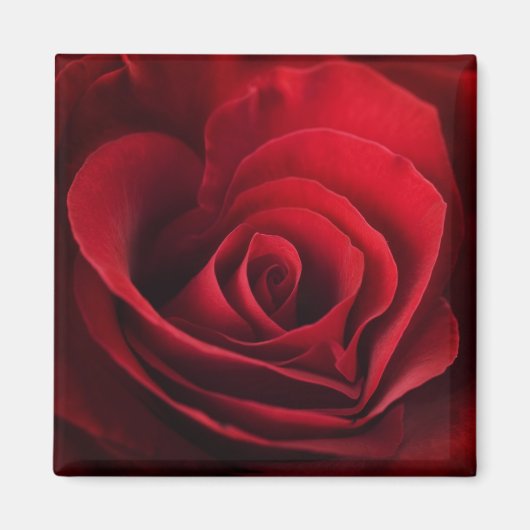 Valentine Rote Rose Magnet (Vorne)