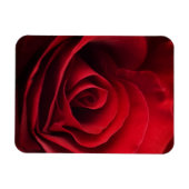 Valentine Rote Rose Magnet (Horizontal)