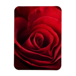 Valentine Rote Rose Magnet