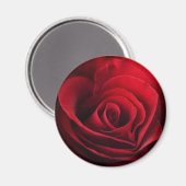 Valentine Rote Rose Magnet (Vorderseite/Rückseite)