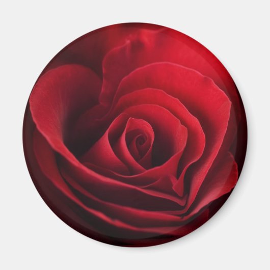 Valentine Rote Rose Magnet (Vorne)
