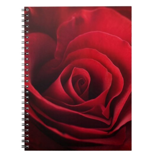Valentine-Rote Rose Notizblock (Vorderseite)
