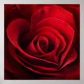 Valentine Rote Rose Poster (Vorne)