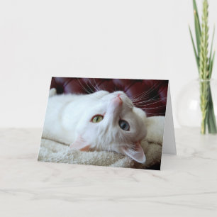 Valentine Turkish Angora Cat Odd Eyes Card Feiertagskarte