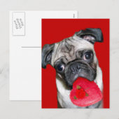 Valentiner Mops Postkarte (Vorne/Hinten)
