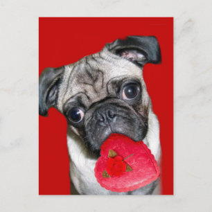 Valentiner Mops Postkarte