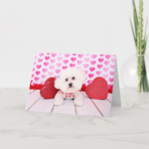 Valentines - Bichon Frise - Lilly Feiertagskarte