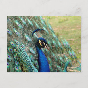 Valentine's Day_Peacock Postcard Feiertagspostkarte