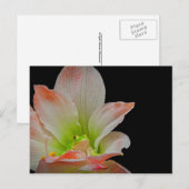 Valentines Frog Feiertagspostkarte (Vorne/Hinten)