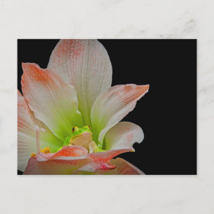 Valentines Frog Feiertagspostkarte