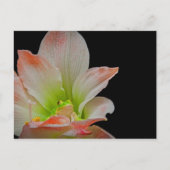 Valentines Frog Feiertagspostkarte (Vorderseite)