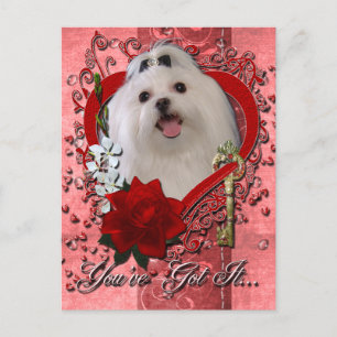 Valentines - Key to My Heart - Maltese Feiertagspostkarte