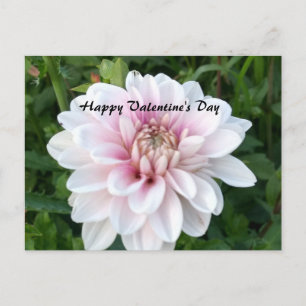 Valentinpostkarte mit weißer und rosa Dahlie Postkarte