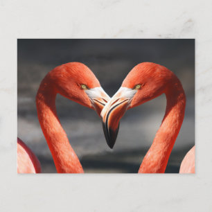 Valentins-Flamingo Postkarte