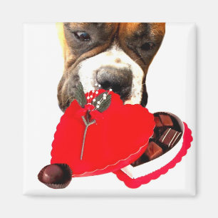 Valentinstag-Boxer mit Schokoladenmagneten Magnet