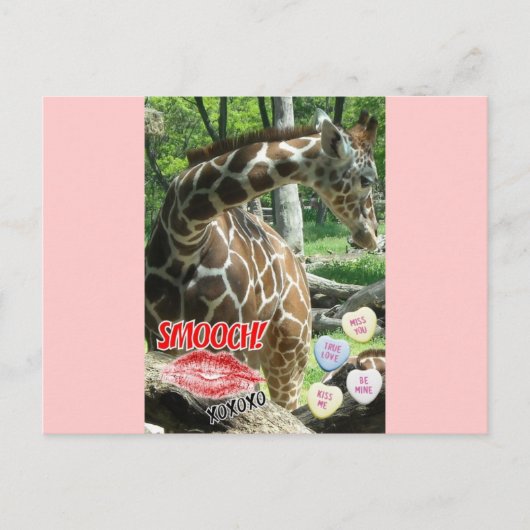 Valentinstag Giraffe Feiertagspostkarte (Vorderseite)