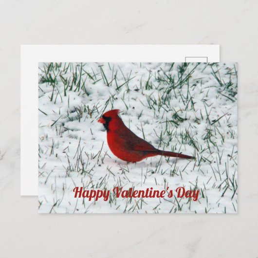 Valentinstag Kardinal Postkarte (Vorne/Hinten)