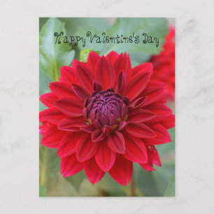 Valentinstag Postkarte mit roter Dahlia
