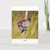 Valentinstag Schmetterlingsparadies Feiertagskarte (Rückseite)