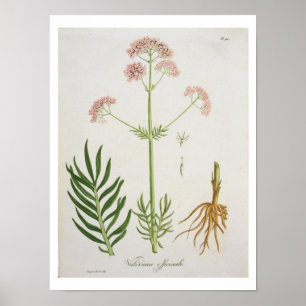 Valerian von "Phytographie Medicale" von Joseph Ro Poster