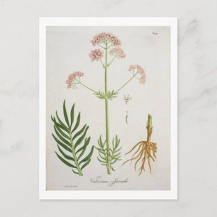 Valerian von "Phytographie Medicale" von Joseph Ro Postkarte